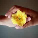 hands holding a flower in apology
